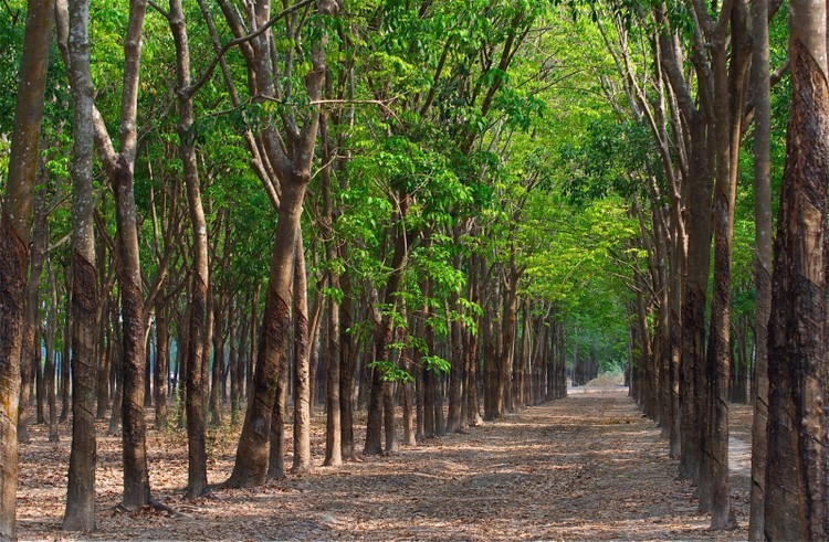 Tây Ninh: Đấu giá 631,35 ha cây cao su thanh lý