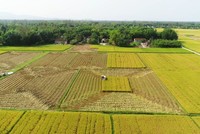 Miễn thuế sử dụng đất nông nghiệp kéo dài đến ngày 31/21/2030. Ảnh minh hoạ