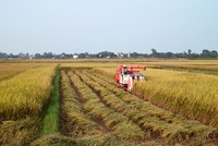 Nếu kéo dài thời gian miễn thuế sử dụng đất nông nghiệp như quy định hiện hành đến hết ngày 31/12/2030, số thuế được miễn khoảng 7.500 tỷ đồng/năm. Ảnh: Lê Tiên
