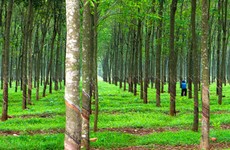 Đấu giá thanh lý cây cao su tại Tây Ninh