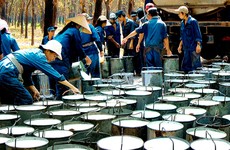 Giá cao su thấp ảnh hưởng mạnh đến kết quả kinh doanh của Tập đoàn Công nghiệp Cao su Việt Nam. Ảnh: Ngọc Anh