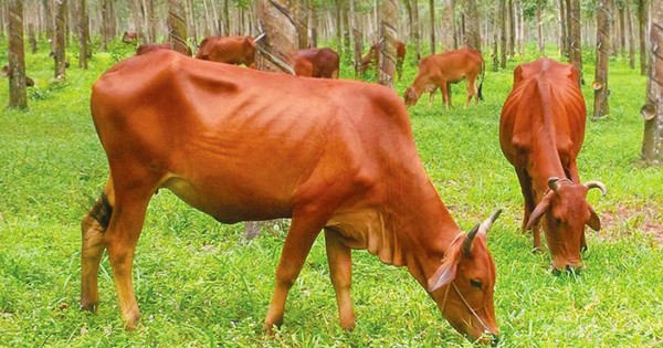 Gói thầu mua bò cái lai Sind ở Hòa Bình: Nhà thầu nghi ngại tính ...