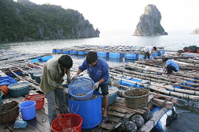 Trong đó, danh mục dịch vụ sự nghiệp công sử dụng NSNN lĩnh vực thủy sản gồm: Điều tra, quy hoạch thuộc lĩnh vực thủy sản... Ảnh: Tường Lâm