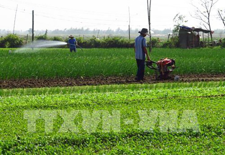 Cải tạo lại đất đã trồng lay-ơn để chuyển sang trồng rau ăn lá ở Phú Yên. 