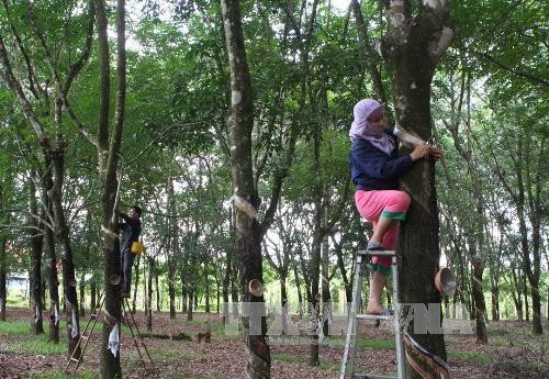 Ngành nghề kinh doanh của Công ty TNHH Một thành viên Việt Trung là trồng cây cao su, sản xuất và kinh doanh mủ cao su... Ảnh minh họa: TTXVN