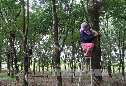 Công ty TNHH MTV Cao su Dầu Tiếng quy hoạch 2.000 ha để làm khu nông nghiệp ứng dụng công nghệ cao. Ảnh minh họa: TTXVN