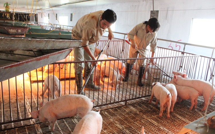 Nhiều thủ tục về Thẩm định điều kiện vệ sinh thú y sẽ được bãi bỏ - Ảnh: VGP