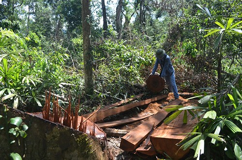 Hàng trăm phách gỗ chưa bị lâm tặc đưa ra khỏi rừng phòng hộ Tuyên Hoá. Ảnh minh hoạ