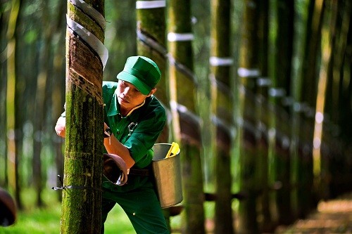 Cao su Quảng Nam trải qua 3 quý liên tiếp không có doanh thu, trong khi lỗ ròng vẫn tiếp tục tăng lên.