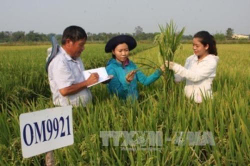 Công ty cổ phần giống cây trồng Trung ương hiện là đơn vị có khối lượng sản phẩm tiêu thụ và bộ sản phẩm đa dạng nhất tại Việt Nam. Ảnh minh họa: TTXVN