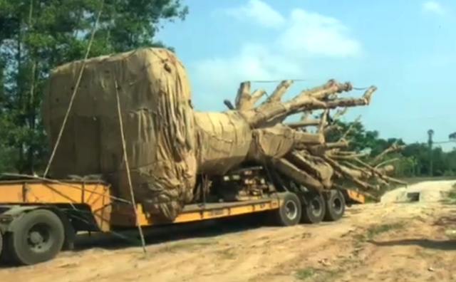 Công ty Hải Sơn và người tự xưng là chủ khối lâm sản 3 cây quái thú đang được Công an tỉnh Thừa Thiên Huế mời làm việc để phục vụ cho công tác điều tra.