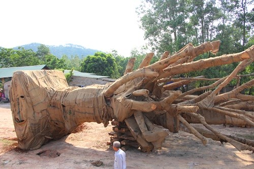 Ba cây cổ thụ đang nằm tại bãi đất trống trên đường tránh Huế.