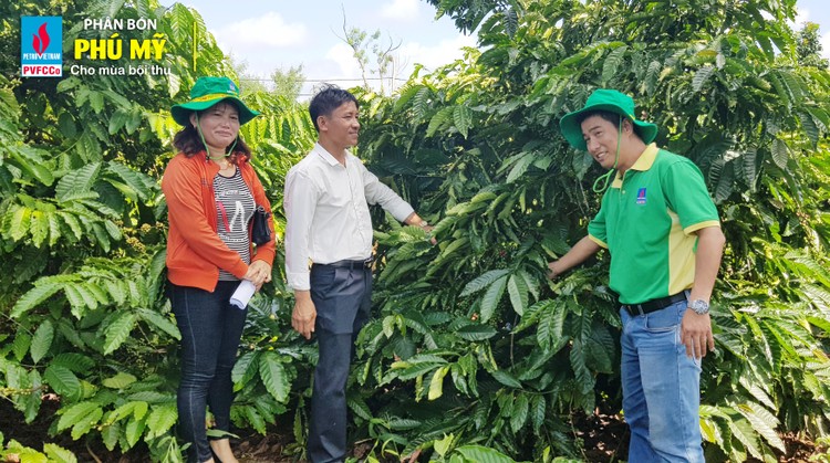 Vườn cà phê của anh Nguyễn Đình Sơn luôn nhận được sự tư vấn kỹ thuật tận tình của các kỹ sư Phân bón Phú Mỹ