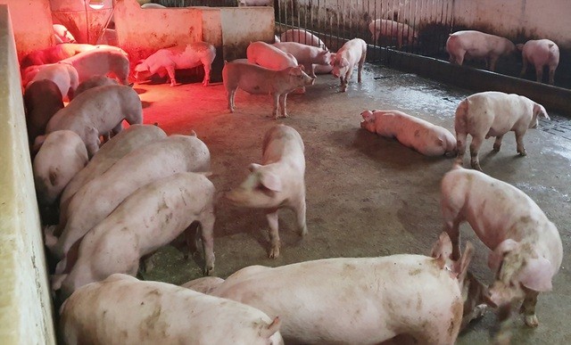 Nguồn cung thiếu hụt, giá thành sản xuất cao khiến giá thịt lợn hơi xuất chuồng tăng cao như thời gian vừa qua.
