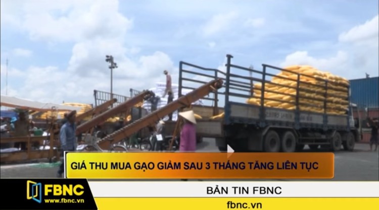 Giá thu mua gạo giảm sau 3 tháng tăng liên tục