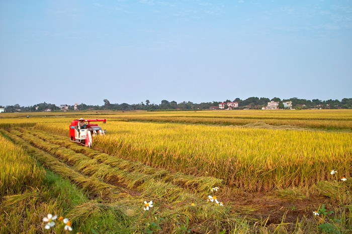 Vấn đề đầu tiên cần giải quyết để thu hút đầu tư vào nông nghiệp là đất đai. Ảnh: LTT