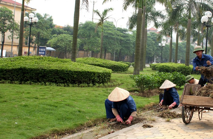 Gói thầu chăm sóc cây xanh, thảm cỏ, nhưng bên mời thầu cài tiêu chí về nhân lực không phù hợp. Ảnh: Tiên Giang