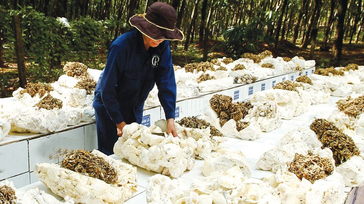 Hai nhà thầu nước ngoài đã mua cao su của các DN Việt Nam và chỉ định cho các DN này xuất khẩu tại chỗ cho Công ty Timatex Việt Nam