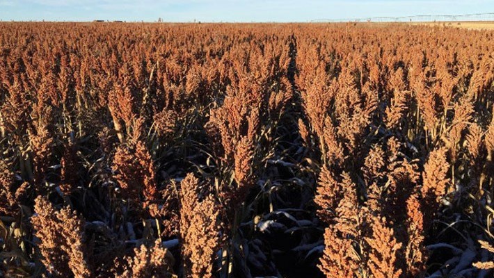 Một cánh đồng cao lương ở bang Oklahoma, Mỹ - Ảnh: Reuters.