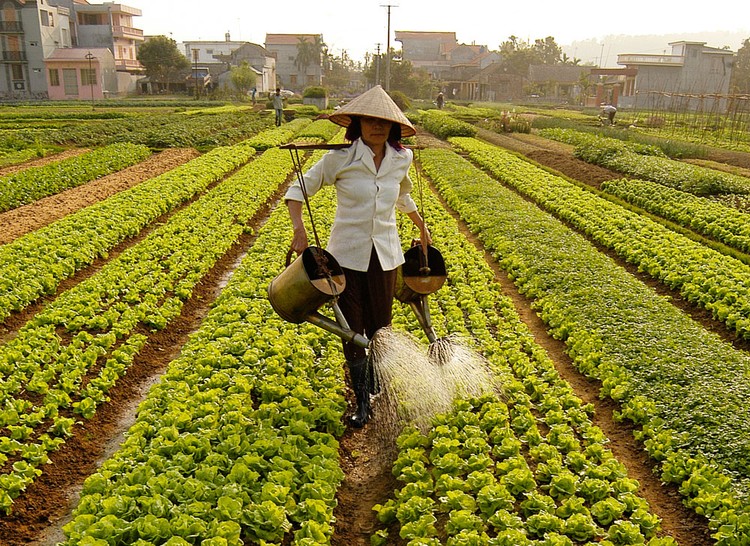 Đầu tư vào nông nghiệp vẫn chưa tương xứng với tiềm năng của quốc gia và chưa thật sự bền vững, hiệu quả. Ảnh: Tường Lâm