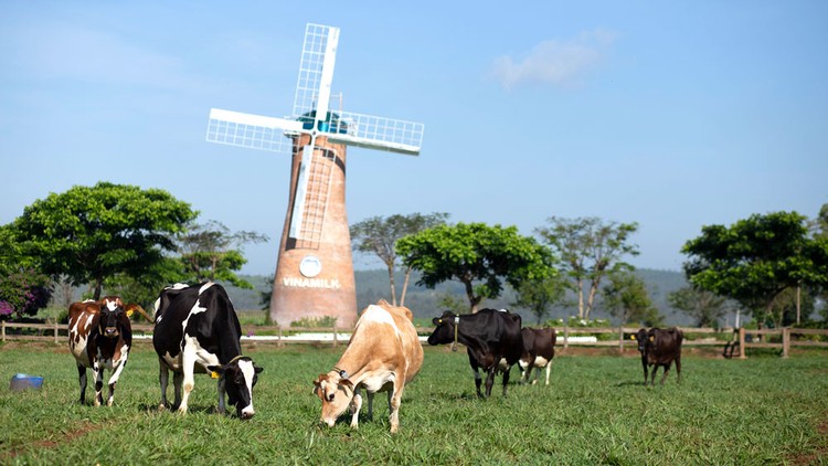 Các trang trại bò sữa organic của Vinamilk là một trong những điểm nhấn được Hội nghị đánh giá cao