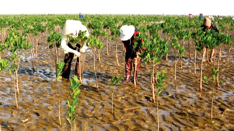 Hai gói thầu bị tố cáo thuộc Dự án Tăng cường khả năng chống chịu với những tác động của biến đổi khí hậu cho các cộng đồng dễ bị tổn thương ven biển Việt Nam. Ảnh: Viết Nghi