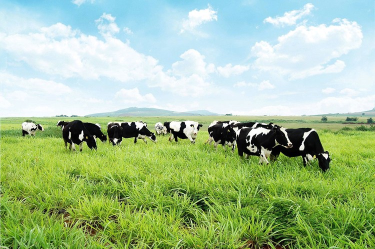 Dalat Milk Farm tại huyện Đơn Dương, tỉnh Lâm Đồng