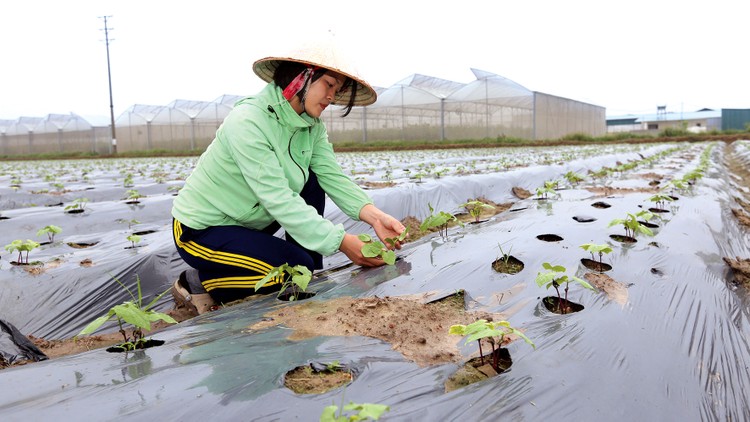 Sản xuất nông nghiệp là một trong những ngành được Chính phủ gia hạn 5 tháng tiền thuế và tiền thuê đất trong năm 2020. Ảnh: Huấn Anh