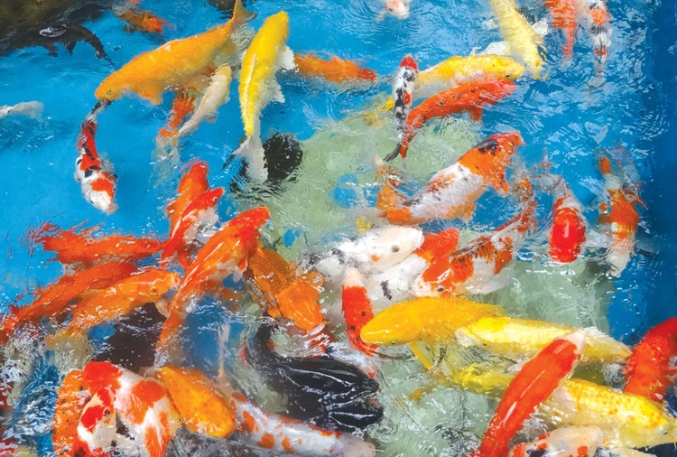 Thả cá chép tiễn ông Táo về trời là văn hóa tâm linh truyền thống của người Việt vào ngày 23 tháng Chạp hàng năm