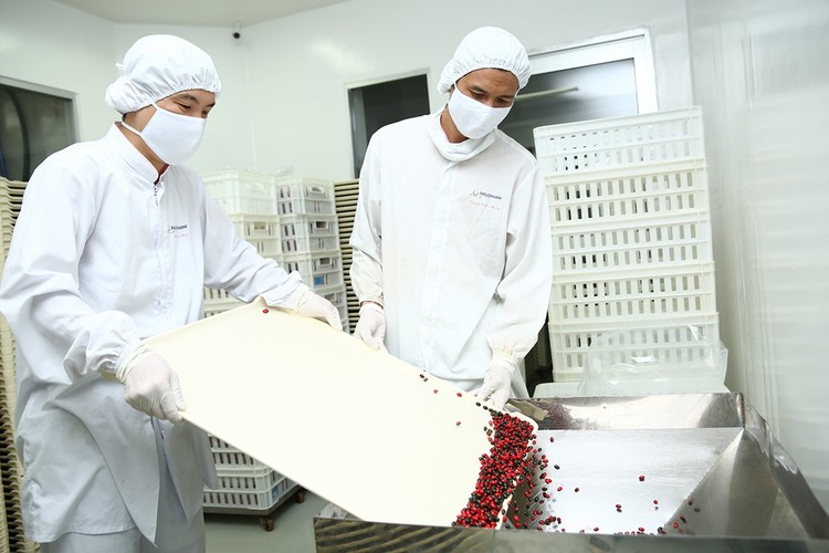 Việt Nam sở hữu hiện tại chỉ có 228 nhà máy đạt chuẩn GMP