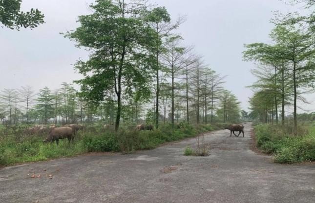 Bộ TN&MT sẽ thanh tra loạt dự án 'treo’ ôm đất bỏ hoang