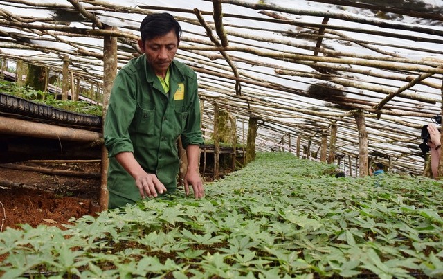 Xây dựng vùng bảo tồn nguyên vị (in situ) và vườn sưu tập (ex situ) nguồn gen cây sâm Việt Nam tại một số vùng sinh thái điển hình