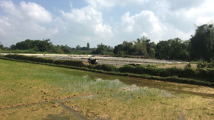 Hiện trường sẽ thi công Gói thầu Thi công xây dựng thuộc Dự
án Mương thoát nước khu dân cư Gò Dài, xã Tam Nghĩa, huyện Núi Thành, tỉnh Quảng
Nam. (Ảnh do nhà thầu cung cấp)