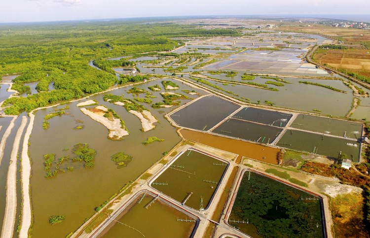 Dự án Đầu tư xây dựng Khu nông nghiệp công nghệ cao ngành thủy sản Cần Giờ (TP.HCM) đã “án binh bất động” hơn 2 năm nay. Ảnh: Ngọc Tiến