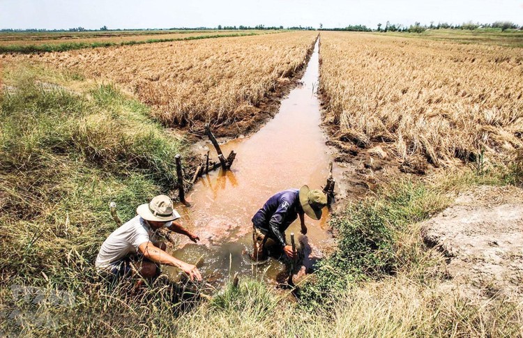 Nhiều đại dự án giúp ứng phó tình trạng hạn mặn đang được đẩy nhanh tiến độ. Ảnh: Lê Tiên