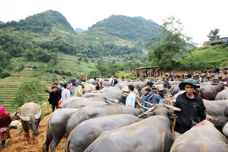 Nghề chọn trâu đã tạo ra danh tiếng cho nhiều người ở miền biên viễn, trong đó có Hầu A Tống