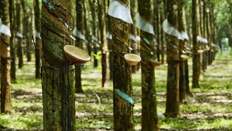 Đấu giá gần 264 ha cây cao su thanh lý của Công ty Cao su Lộc Ninh