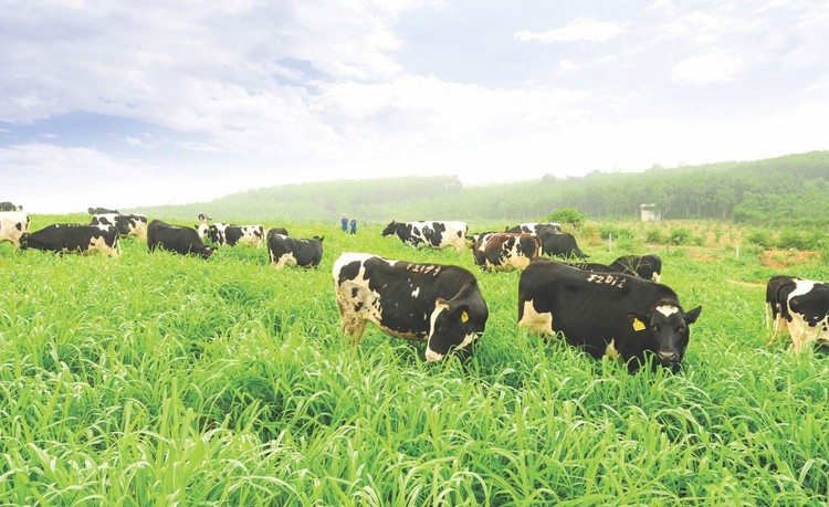 Thương hiệu sữa TH true MILK đạt tiêu chuẩn quốc tế, thúc đẩy nền nông nghiệp xanh tại Việt Nam