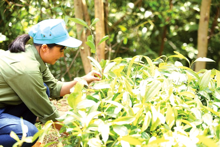 Việc phát triển vùng trồng dược liệu, xây dựng nhà máy chế biến còn nhiều khó khăn. Ảnh: Lê Tiên