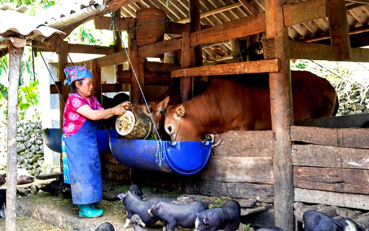 Cơ sở dữ liệu về giám sát, đánh giá các chương trình mục tiêu quốc gia sẽ cung cấp thông tin cho quá trình phân tích, đánh giá và hoạch định chính sách có liên quan. Ảnh: Hà Linh