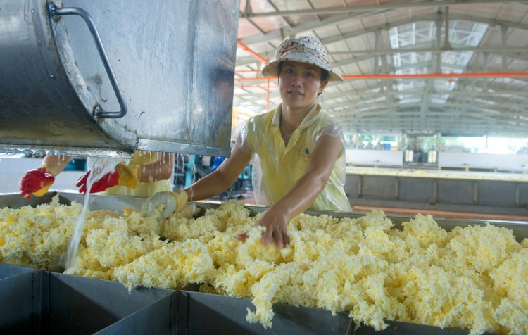 Tổng nhu cầu cao su năm 2024 có thể lên tới 15,74 triệu tấn, trong khi nguồn cung chỉ có 14,5 triệu tấn. Ảnh: Song Lê