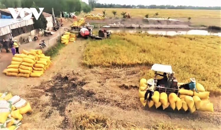 Hiện các tỉnh/thành phố khu vực Đồng bằng Sông Cửu Long đã bước vào thời điểm chính vụ thu hoạch lúa Hè Thu 2021 (ảnh: Internet)