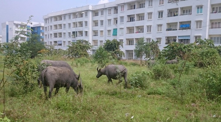 Tuy nhiên, sau một thời gian chuyển về Khu tái định cư Vĩnh Lộc B sinh sống, nhiều hộ dân đã dọn đi nơi khác. Ảnh: Vũ Phượng