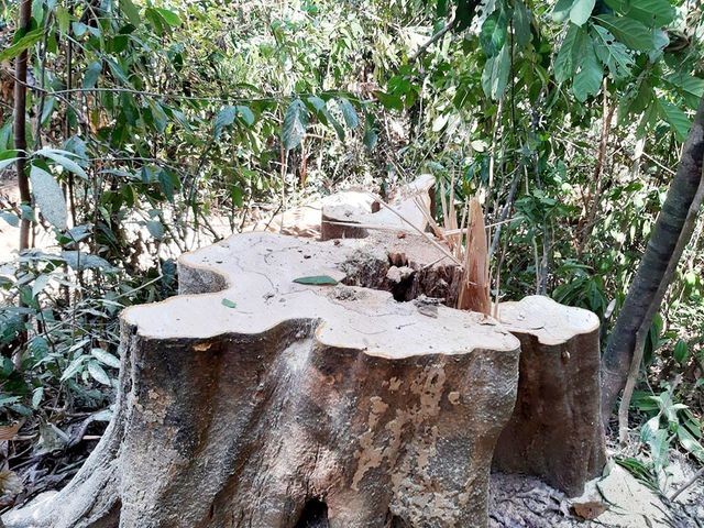 Khu vực rừng phòng hộ Sông Tranh bị tàn phá