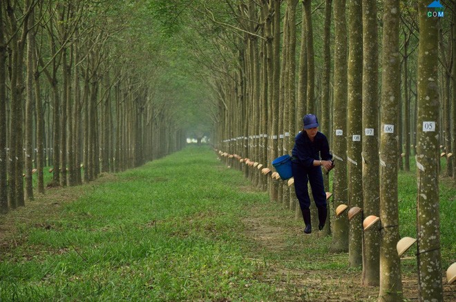 Cao su Phước Hòa: Lãi ròng 215 tỷ đồng, giảm 19% so với năm 2014