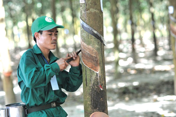 6 tháng đầu năm 2017, lợi nhuận của Cao su Bình Long đạt 61 tỷ đồng, giảm gần 20 tỷ đồng so với cùng kỳ năm 2015. Ảnh: Tùng Châu