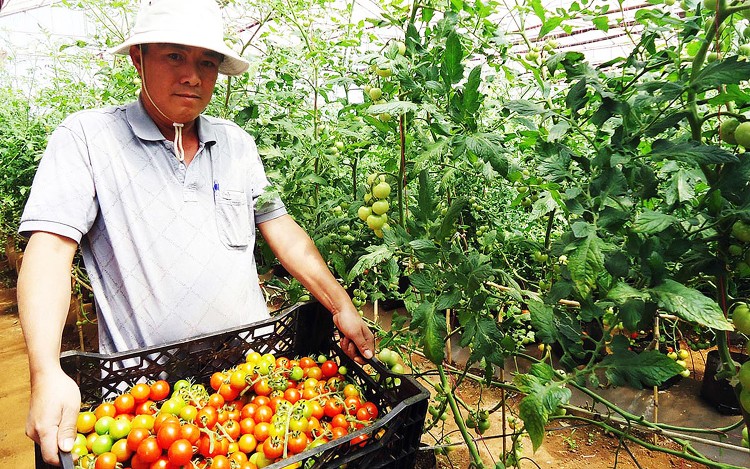 Nhiều doanh nghiệp vẫn còn e ngại khi đầu tư vào lĩnh vực nông nghiệp công nghệ cao do chính sách chưa đủ mạnh. Ảnh: HT