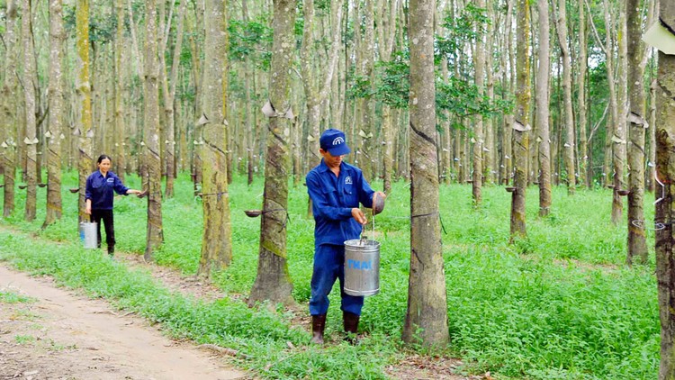 Giá cao su giảm gây ảnh hưởng tiêu cực đến kết quả kinh doanh của các doanh nghiệp ngành cao su thiên nhiên. Ảnh: Huyền Trang