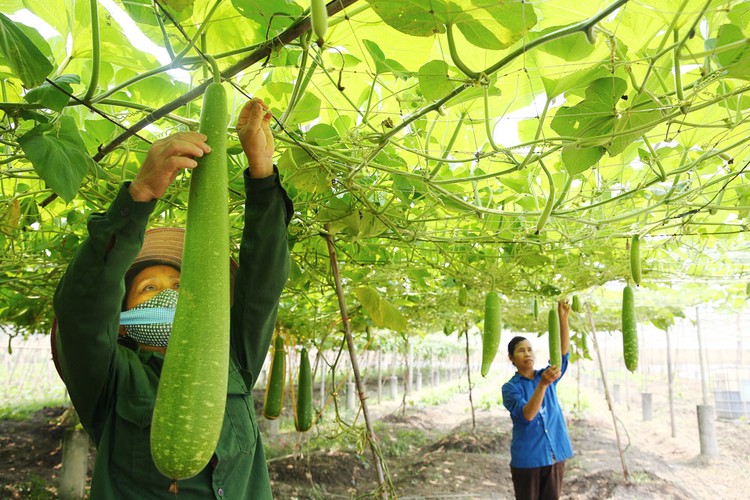 Nông dân thiếu thông tin thị trường và gặp nhiều khó khăn trong việc tìm kiếm khách hàng. Ảnh: Lê Tiên