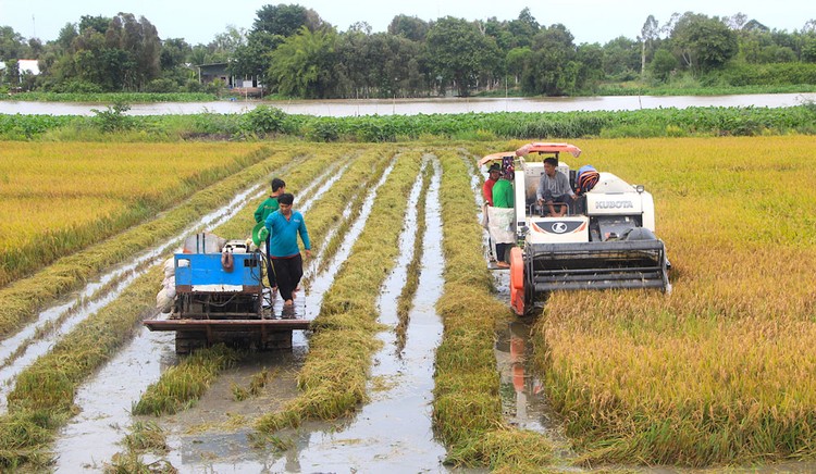 Công ty CP Tập đoàn Lộc Trời đạt doanh thu và lợi nhuận bình quân 3 năm gần đây là 9.033 tỷ đồng và 387 tỷ đồng. Ảnh: St